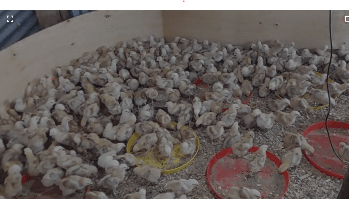 2 weeks old sasso F1 chicks